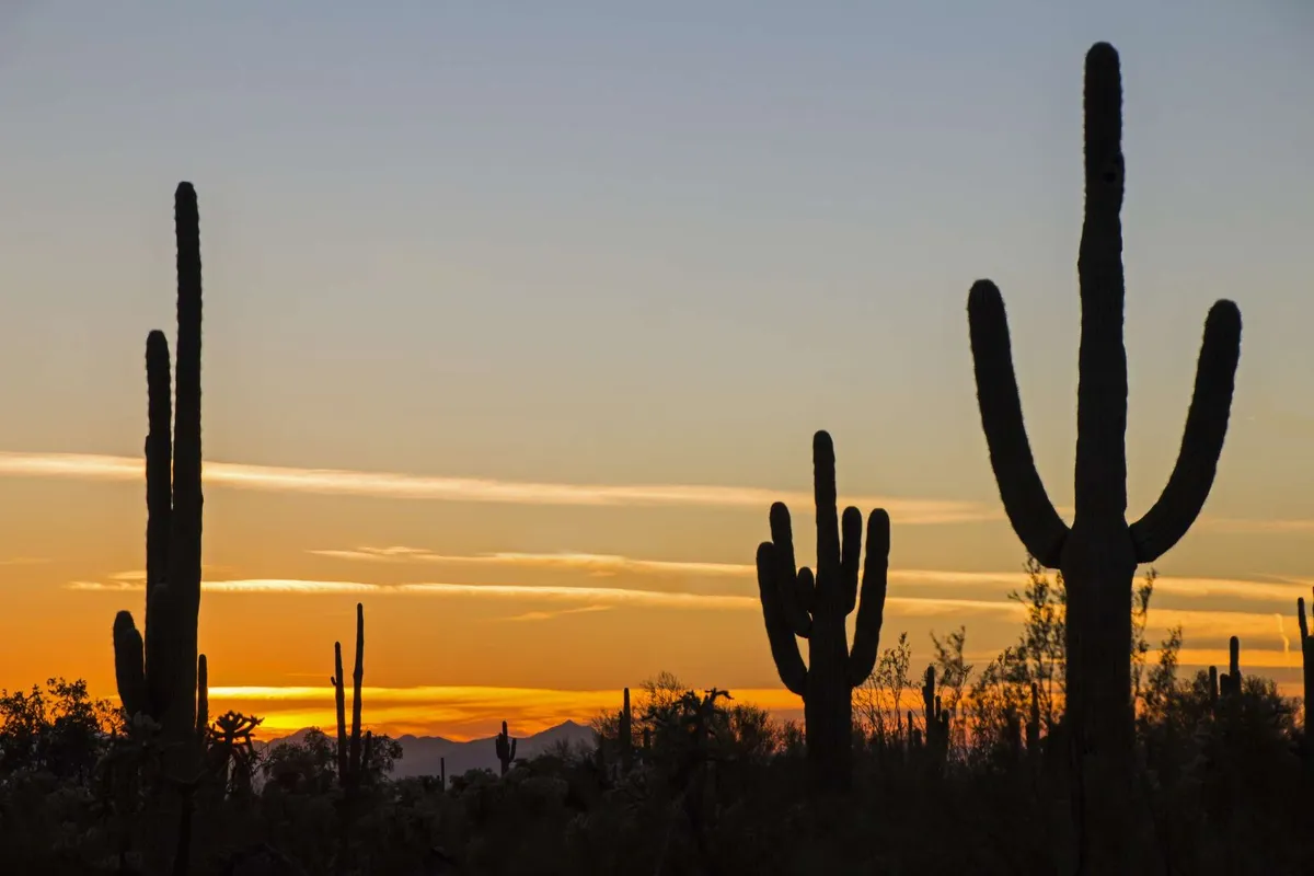 A striking desert scene with silhouetted cacti set against a vibrant sunset sky, evoking tranquility and the allure of Arizona evenings. The image suggests peaceful stargazing and the serene end to a winter day.